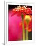 Zinnia, Seattle, Washington, USA-Terry Eggers-Framed Photographic Print