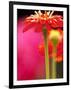 Zinnia, Seattle, Washington, USA-Terry Eggers-Framed Photographic Print