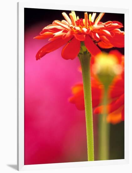 Zinnia, Seattle, Washington, USA-Terry Eggers-Framed Photographic Print