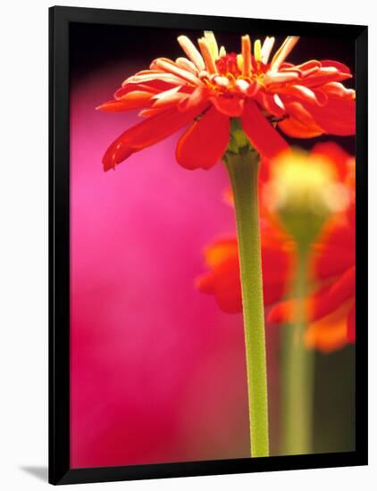 Zinnia, Seattle, Washington, USA-Terry Eggers-Framed Photographic Print