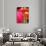 Zinnia, Seattle, Washington, USA-Terry Eggers-Photographic Print displayed on a wall