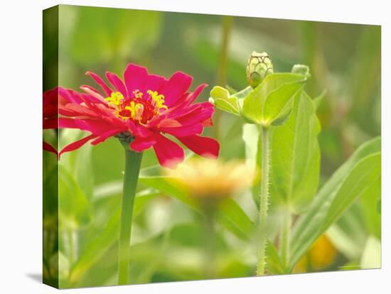 Zinnia, Seattle, Washington, USA-Terry Eggers-Stretched Canvas