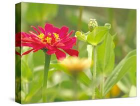 Zinnia, Seattle, Washington, USA-Terry Eggers-Stretched Canvas