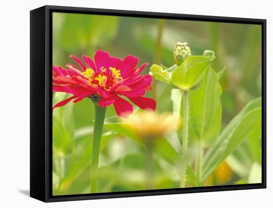 Zinnia, Seattle, Washington, USA-Terry Eggers-Framed Stretched Canvas