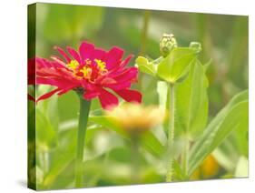 Zinnia, Seattle, Washington, USA-Terry Eggers-Stretched Canvas