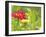 Zinnia, Seattle, Washington, USA-Terry Eggers-Framed Premium Photographic Print