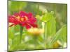 Zinnia, Seattle, Washington, USA-Terry Eggers-Mounted Premium Photographic Print