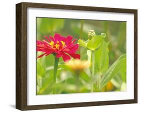 Zinnia, Seattle, Washington, USA-Terry Eggers-Framed Photographic Print