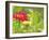 Zinnia, Seattle, Washington, USA-Terry Eggers-Framed Photographic Print