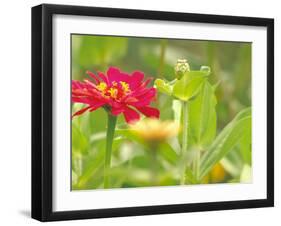 Zinnia, Seattle, Washington, USA-Terry Eggers-Framed Photographic Print