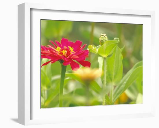 Zinnia, Seattle, Washington, USA-Terry Eggers-Framed Photographic Print