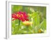 Zinnia, Seattle, Washington, USA-Terry Eggers-Framed Photographic Print