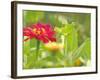 Zinnia, Seattle, Washington, USA-Terry Eggers-Framed Photographic Print