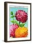 Zinnia Vintage French Seed Packets-null-Framed Art Print