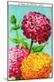 Zinnia Vintage French Seed Packets-null-Mounted Art Print