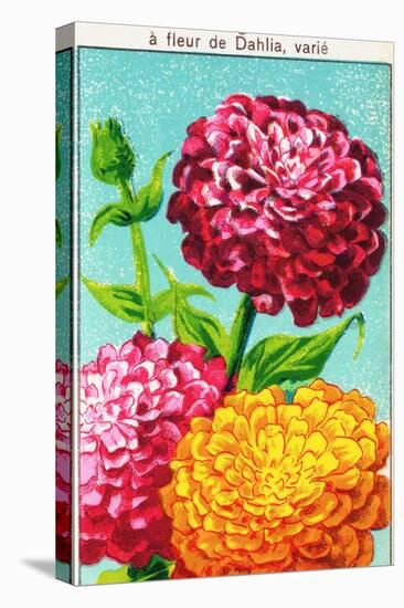 Zinnia Vintage French Seed Packets-null-Stretched Canvas