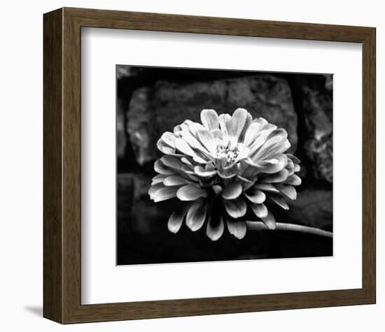 Zinnia-Harold Silverman-Framed Art Print