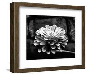 Zinnia-Harold Silverman-Framed Art Print