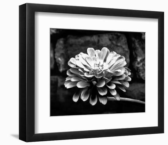 Zinnia-Harold Silverman-Framed Art Print