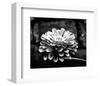 Zinnia-Harold Silverman-Framed Art Print