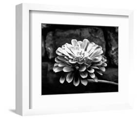 Zinnia-Harold Silverman-Framed Art Print