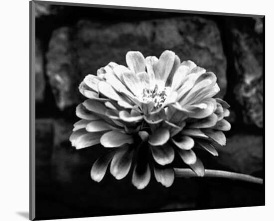 Zinnia-Harold Silverman-Mounted Art Print