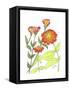 Zinnia-Beverly Dyer-Framed Stretched Canvas