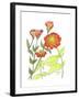 Zinnia-Beverly Dyer-Framed Art Print