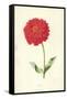 Zinnia-Frederick Edward Hulme-Framed Stretched Canvas