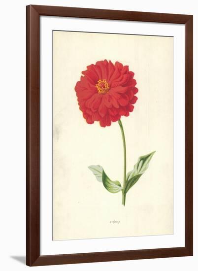 Zinnia-Frederick Edward Hulme-Framed Giclee Print