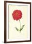 Zinnia-Frederick Edward Hulme-Framed Giclee Print