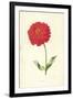 Zinnia-Frederick Edward Hulme-Framed Giclee Print