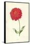 Zinnia-Frederick Edward Hulme-Framed Stretched Canvas