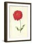 Zinnia-Frederick Edward Hulme-Framed Giclee Print