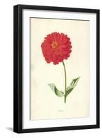 Zinnia-Frederick Edward Hulme-Framed Giclee Print