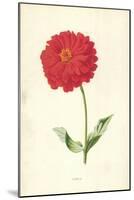 Zinnia-Frederick Edward Hulme-Mounted Giclee Print