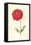 Zinnia-Frederick Edward Hulme-Framed Stretched Canvas