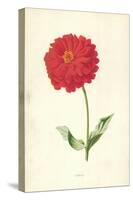 Zinnia-Frederick Edward Hulme-Stretched Canvas