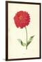 Zinnia-Frederick Edward Hulme-Framed Giclee Print