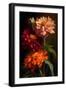 Zinnia-Vivienne Dupont-Framed Art Print