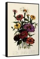 Zinnias-null-Framed Stretched Canvas