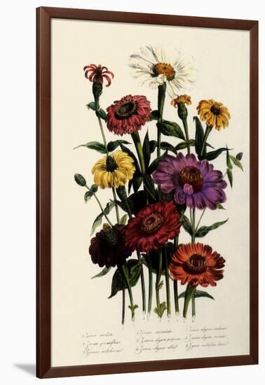 Zinnias-null-Framed Giclee Print