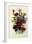 Zinnias-null-Framed Giclee Print