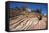 Zion Canyon National Park, Utah, United States of America, North America-Ethel Davies-Framed Stretched Canvas