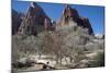 Zion Canyon National Park, Utah, United States of America, North America-Ethel Davies-Mounted Photographic Print