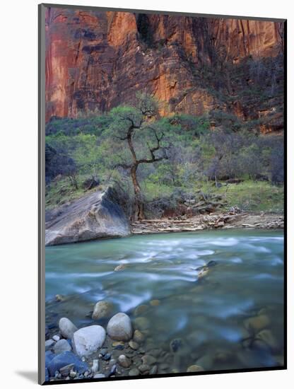 Zion Canyon, Zion National Park, Utah, USA-Scott T^ Smith-Mounted Photographic Print