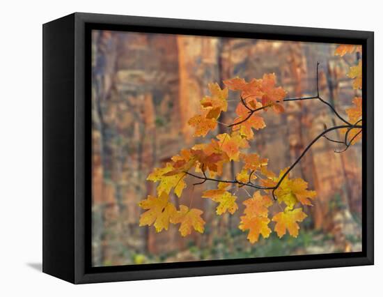 Zion National Park, Utah, USA-Cathy & Gordon Illg-Framed Stretched Canvas