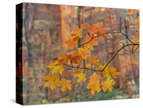 Zion National Park, Utah, USA-Cathy & Gordon Illg-Stretched Canvas