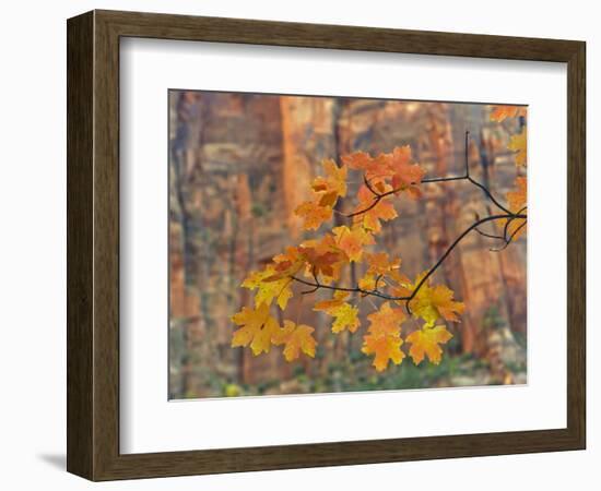 Zion National Park, Utah, USA-Cathy & Gordon Illg-Framed Photographic Print