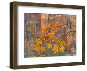 Zion National Park, Utah, USA-Cathy & Gordon Illg-Framed Photographic Print